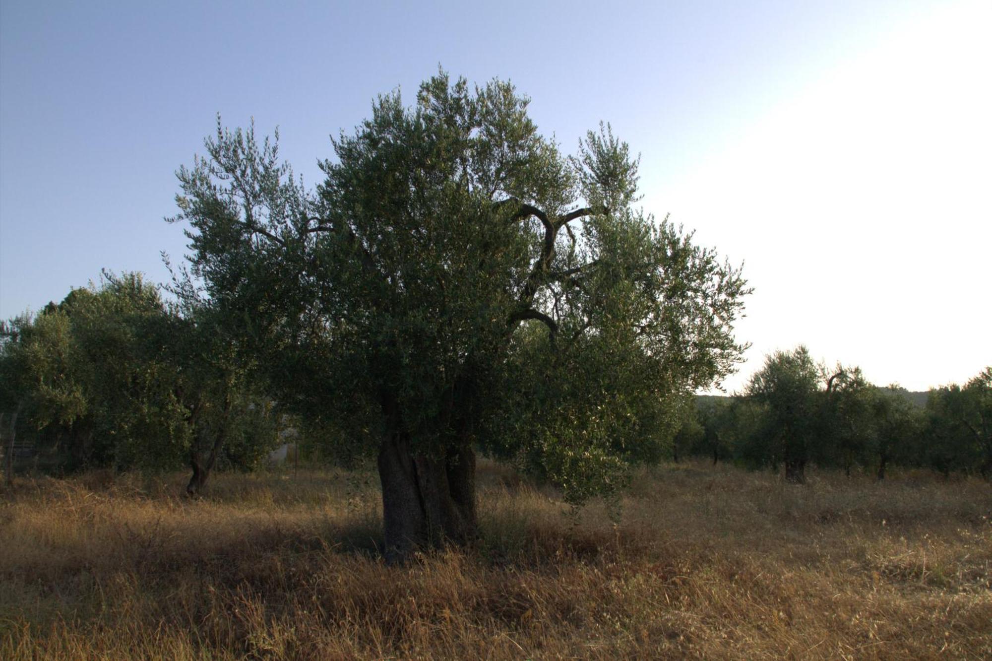 Borgo Rosoli Вьесте Экстерьер фото